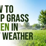 How To Keep Grass Green In Hot Weather