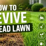 How To Revive A Dead Lawn Fast