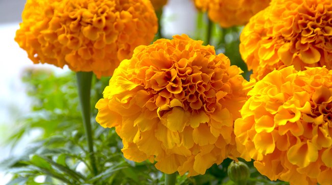 Flowers To Plant In Garden To Keep Bugs Away