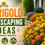 Marigold Landscaping Ideas