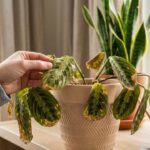 Prayer Plant Problems