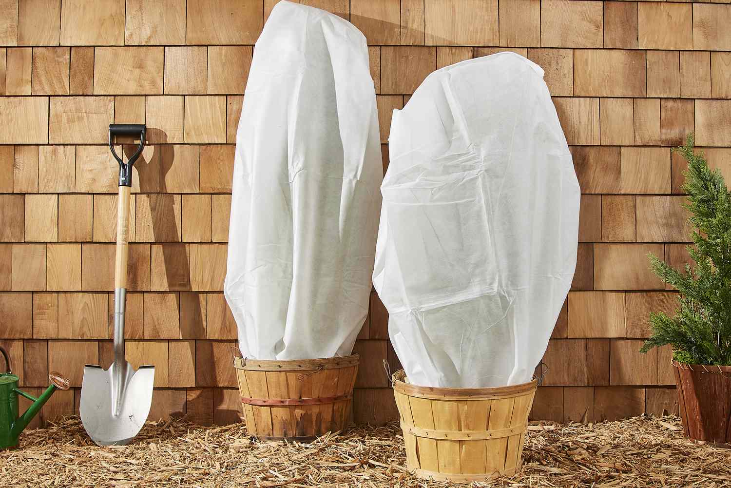 How To Protect Plants In Winter