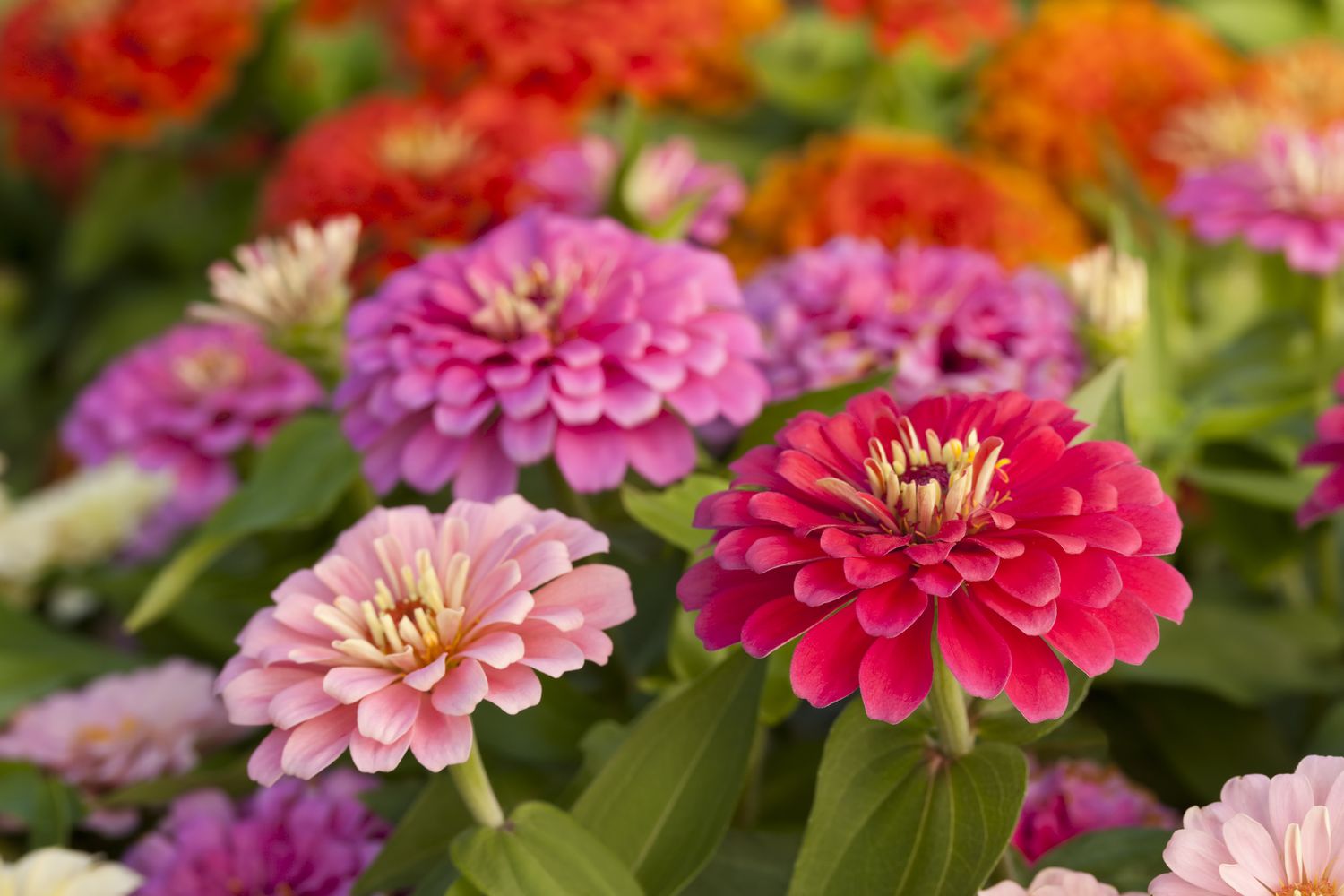 Fast Growing Annual Flowers
