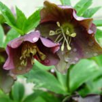 What Flowers To Plant In Early Spring