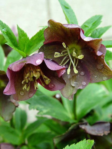 What Flowers To Plant In Early Spring