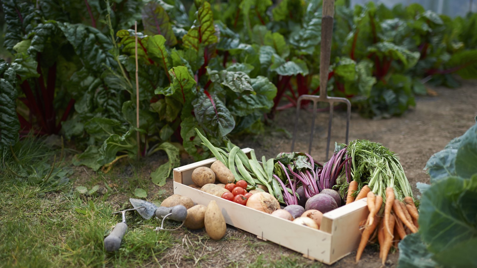 How To Start A Vegetable Garden At Home