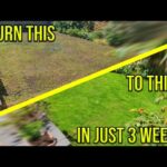 How To Fix A Patchy Lawn