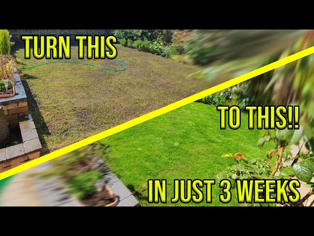 How To Fix A Patchy Lawn