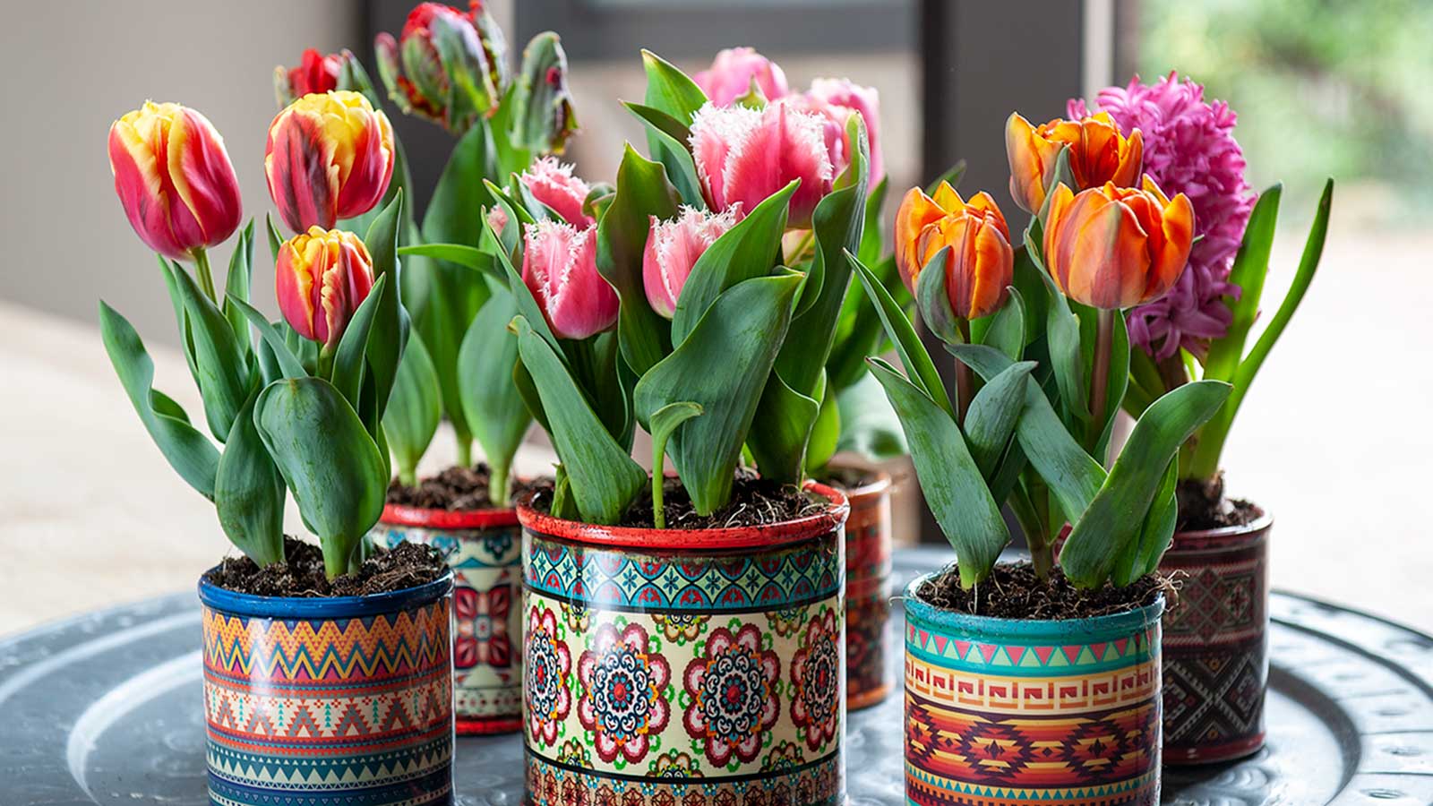 Growing Tulips In Pots Indoors