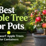 Best Apple Tree for Pots 10 Dwarf Apple Trees for Containers