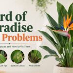 Bird of Paradise Plant Problems