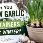 Can You Grow Garlic in Containers Over Winter