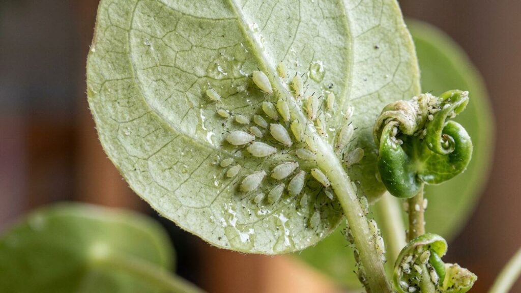 How to Prevent Aphids on Indoor Plants