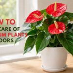 How to Take Care of Anthurium Plants Indoors