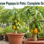 How to Grow Papaya in Pots