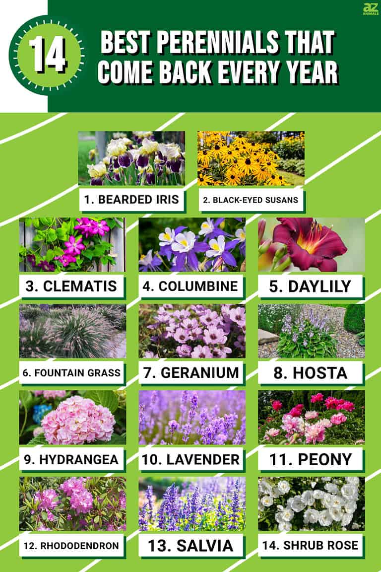 Flowers That Return Each Year