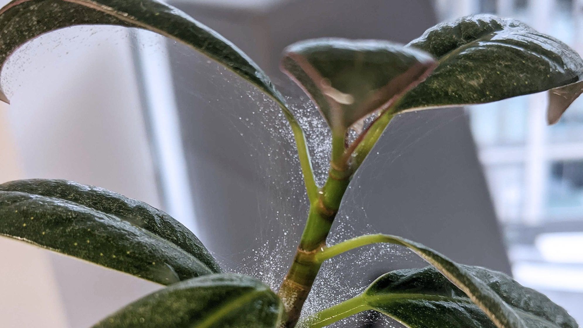 Signs Of Spider Mites On Indoor Plants