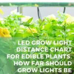 How Far Should Grow Lights Be From Seedlings