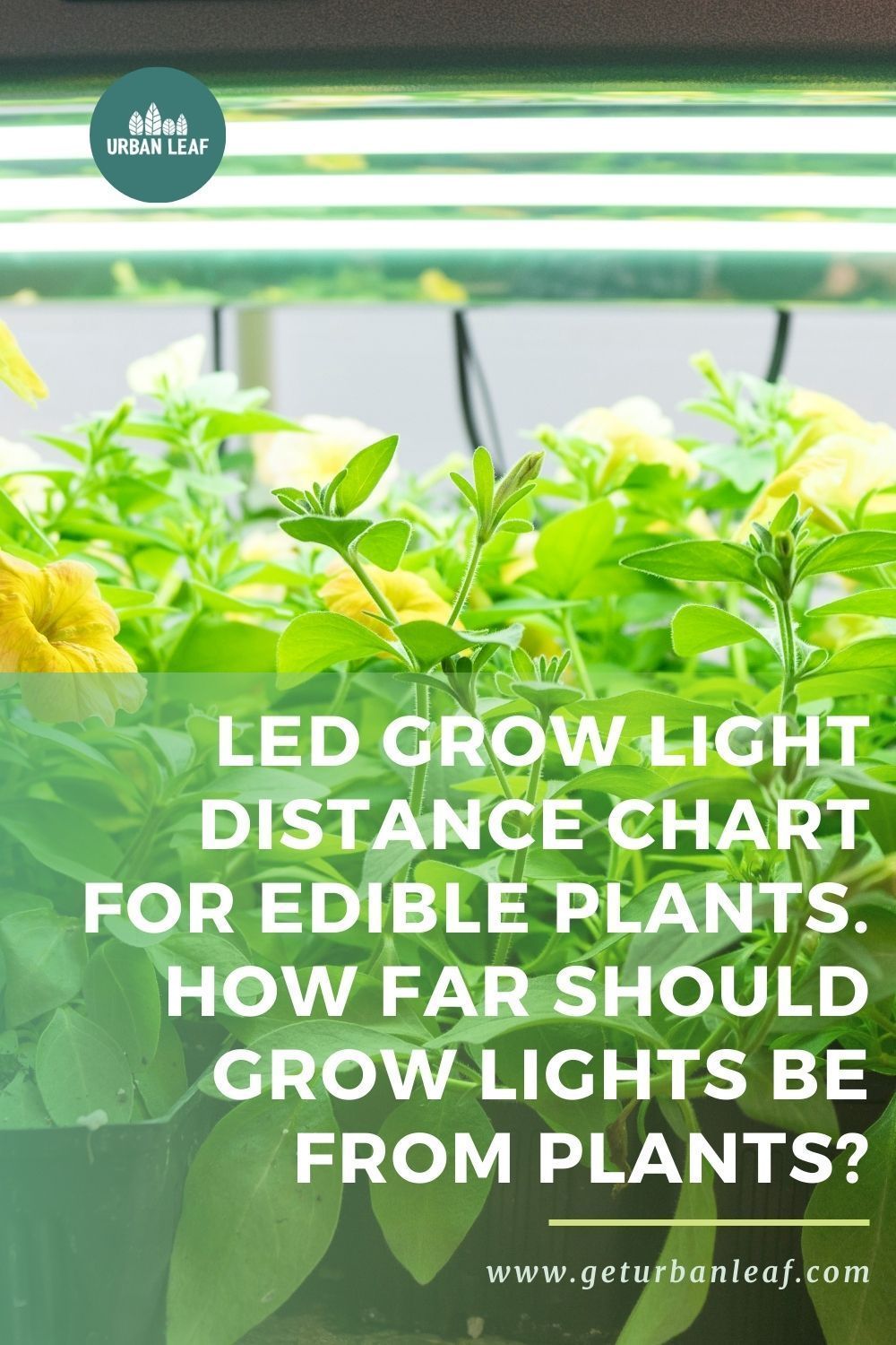 How Far Should Grow Lights Be From Seedlings