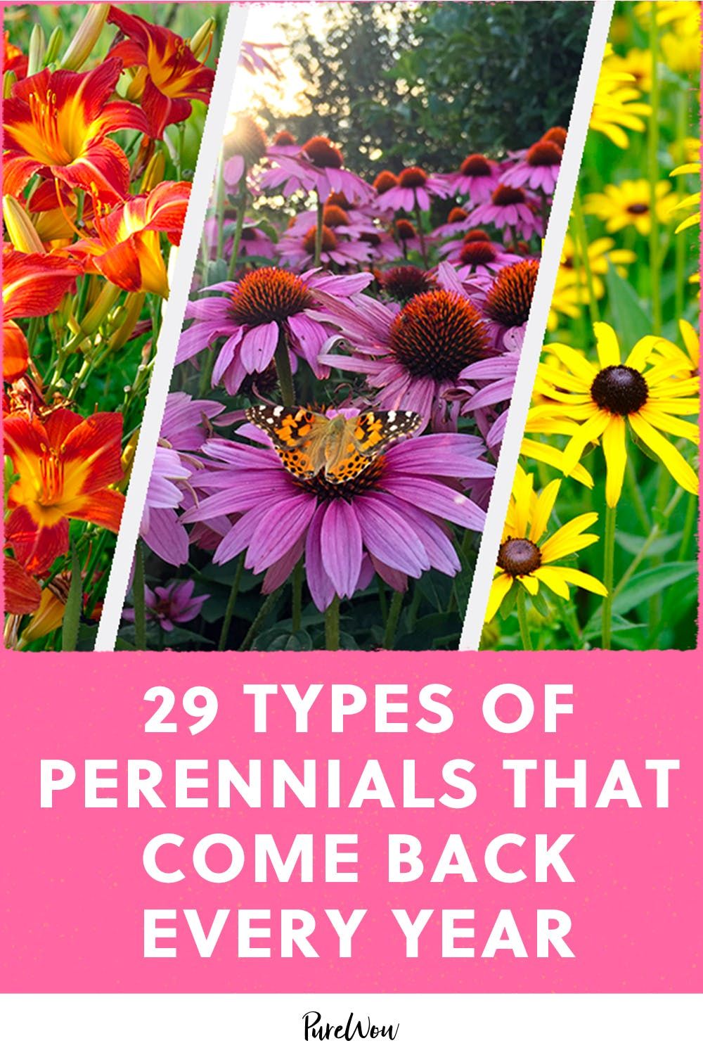 Perennials That Come Back Every Year