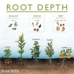 How Deep To Plant Vegetable Seeds