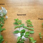 How To Identify Mint Plants
