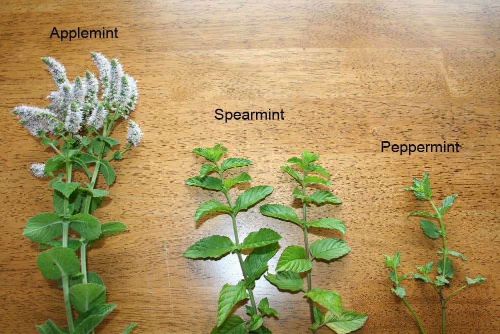 How To Identify Mint Plants