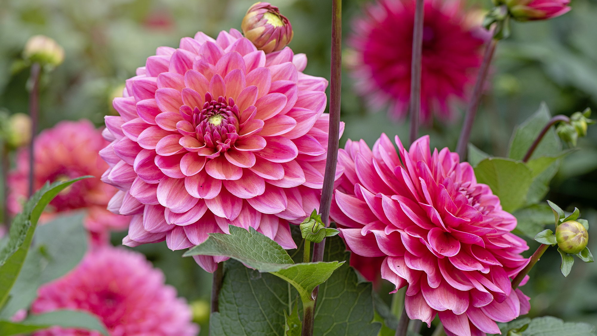 When to Plant Dahlias in Every USDA Zone