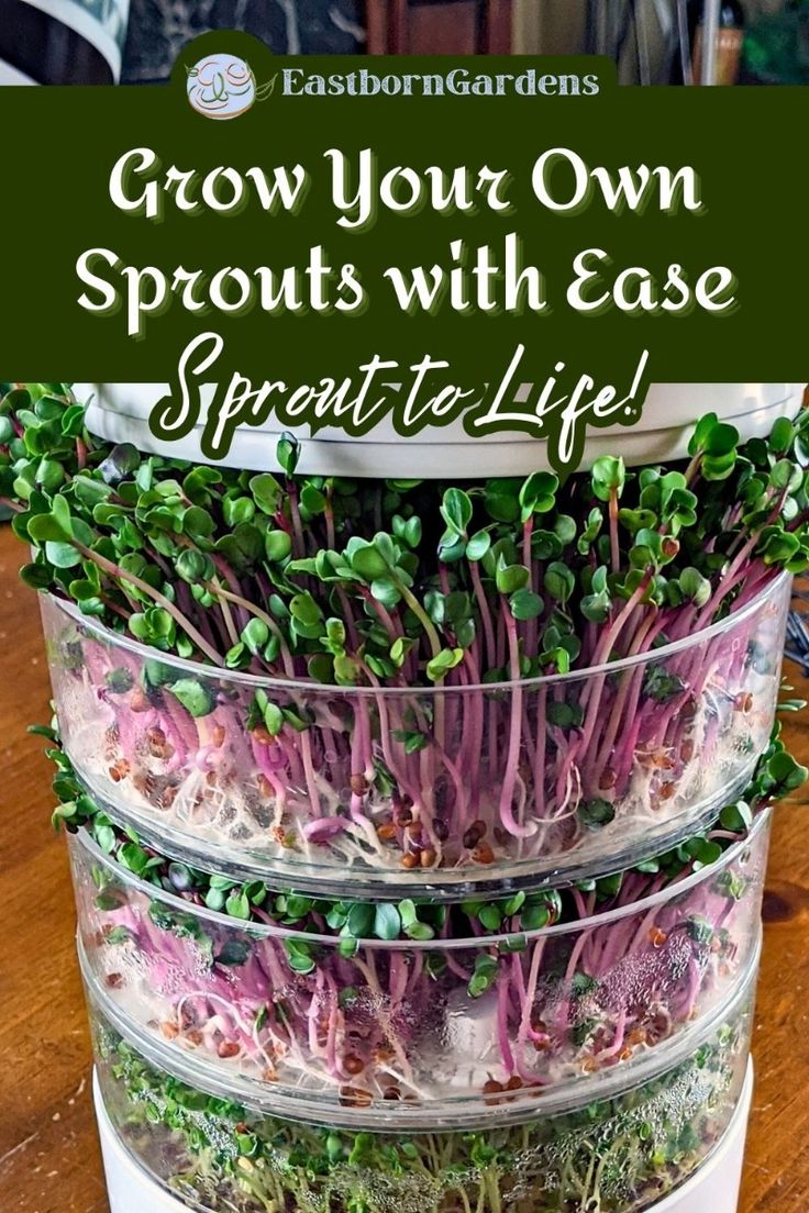 How To Grow Your Own Sprouts