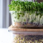How To Grow Microgreens At Home
