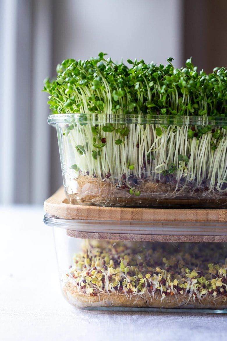How To Grow Microgreens At Home
