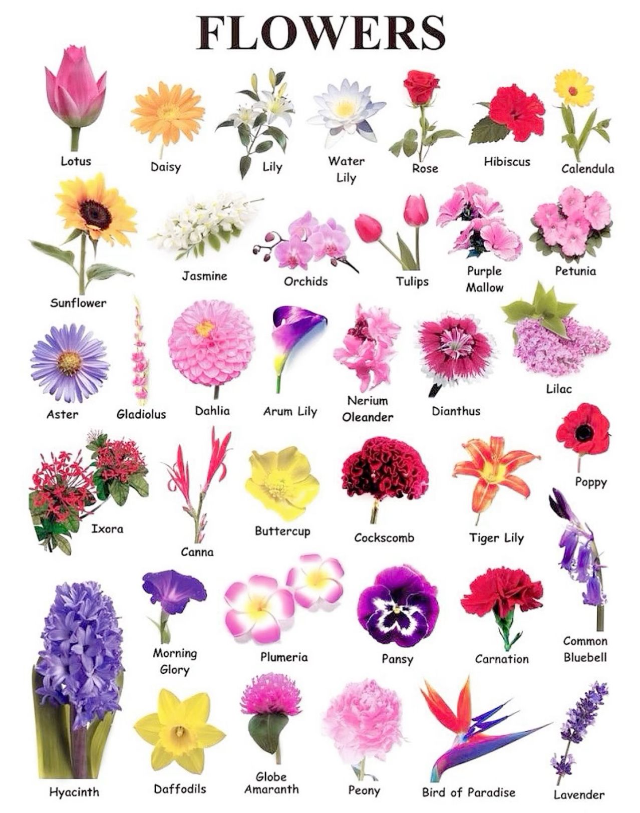 Types Of Flowers