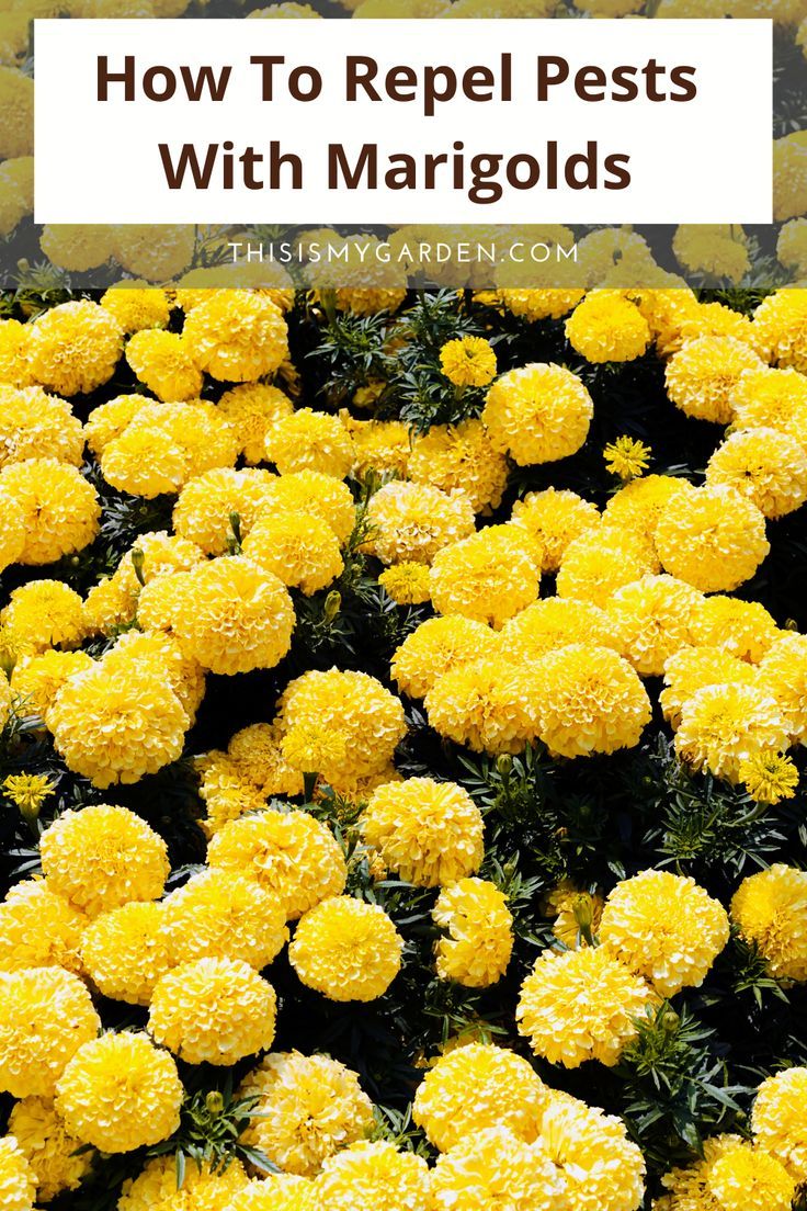Marigolds That Repel Pests