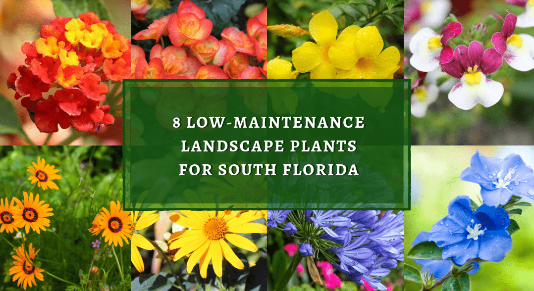 Best Flowers for Florida Heat and Humidity