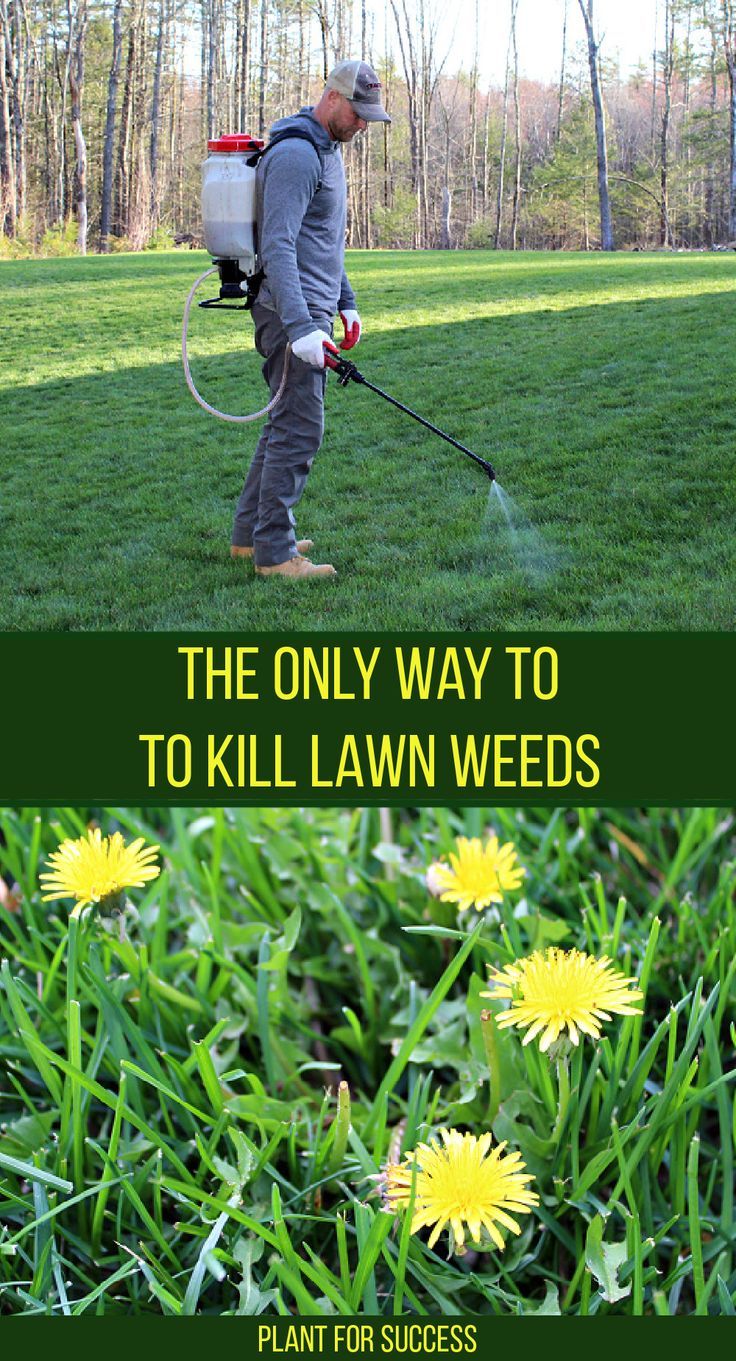 What to Put on Lawn in Fall to Kill Weeds