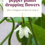 Why Are My Pepper Plants Dropping Flowers
