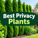 Best Privacy Plants