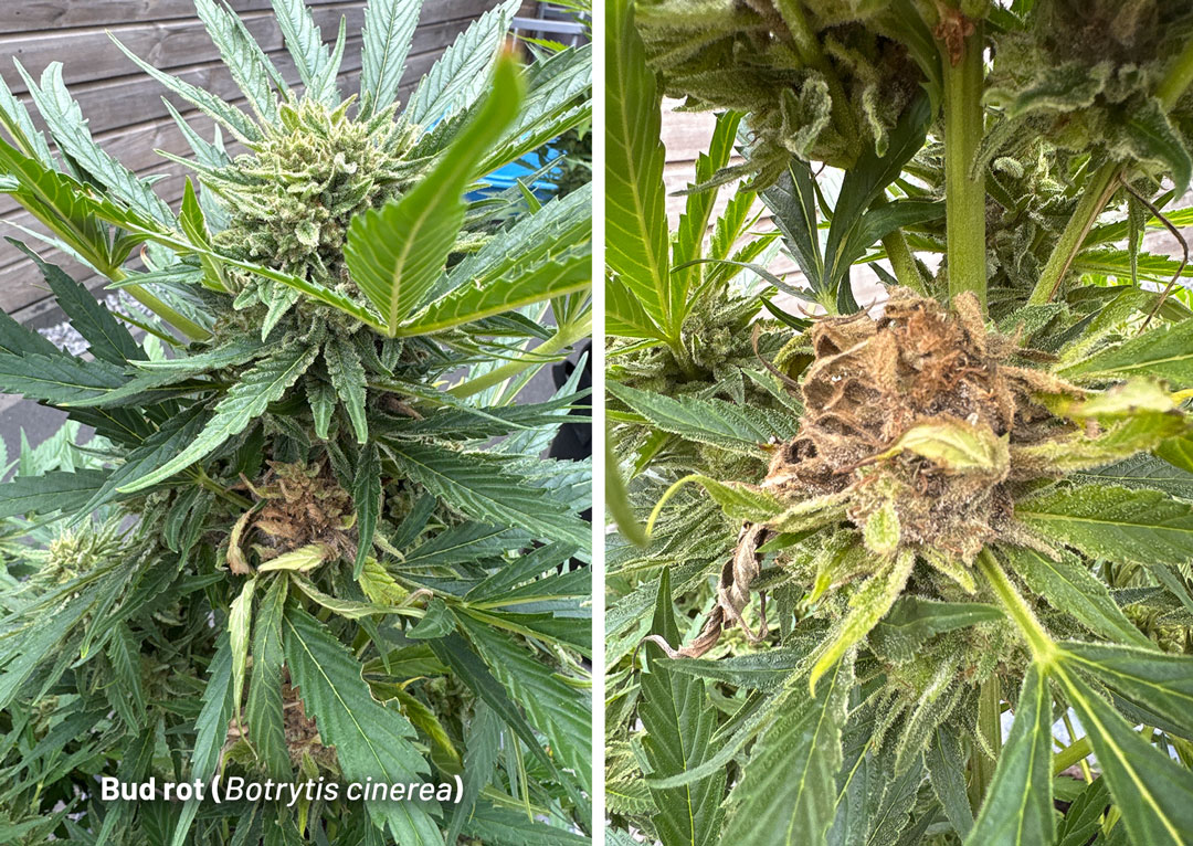 How To Prevent Bud Rot