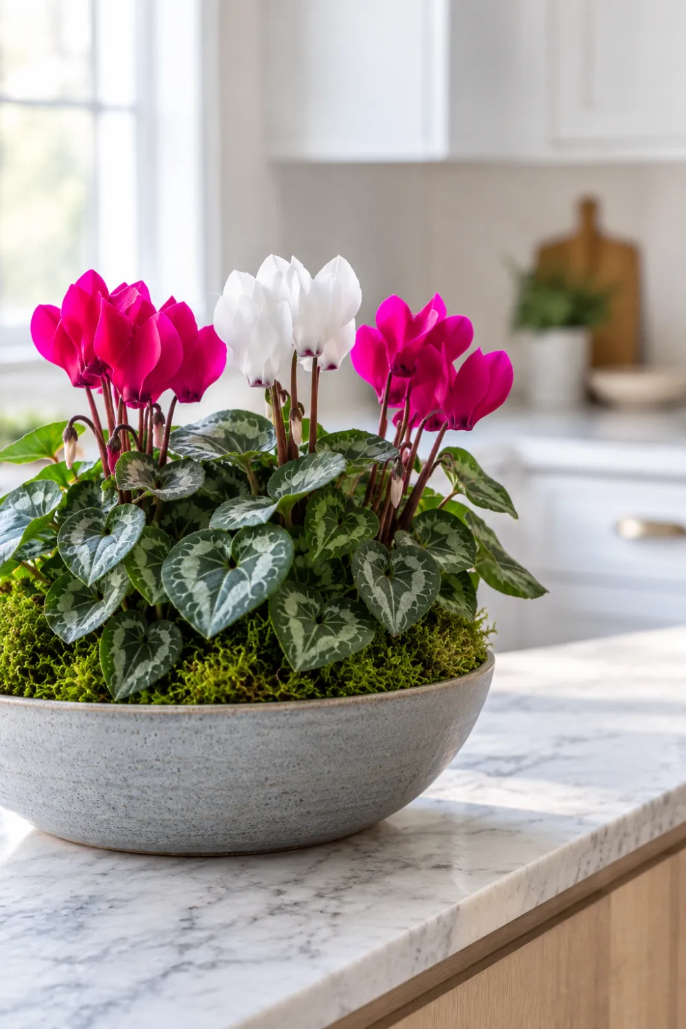 Cyclamen Moss Bowl