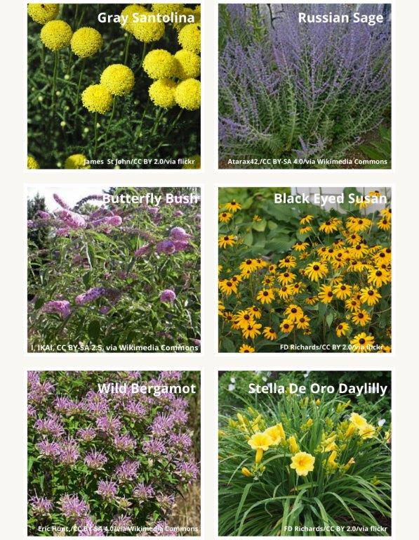 Drought-Tolerant Summer Flowers for Texas Gardens