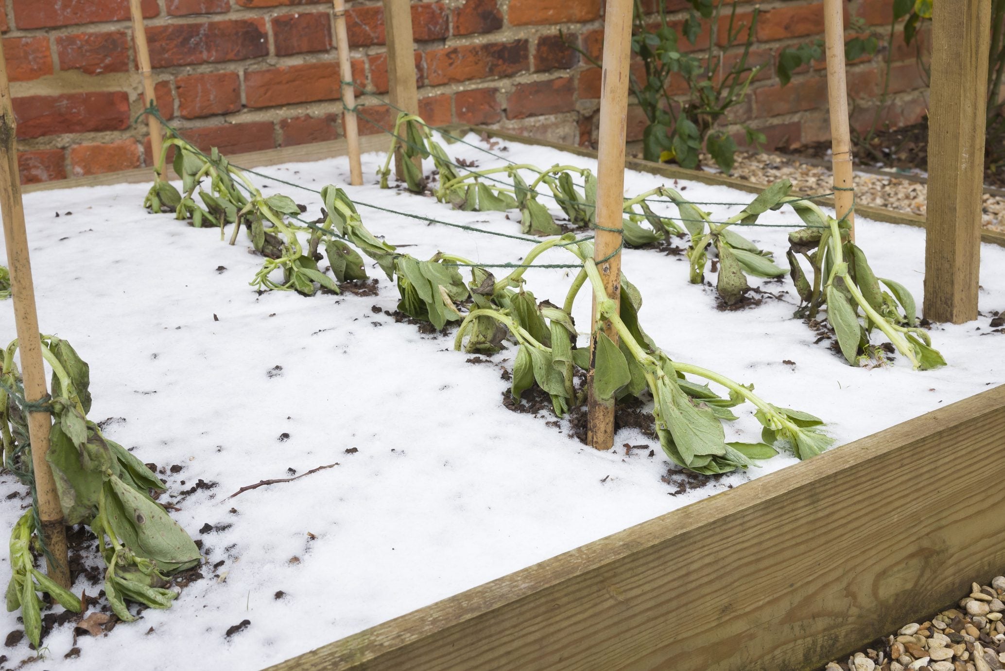 How To Winterize A Vegetable Garden