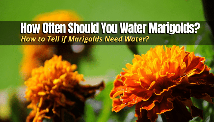 How Often Should You Water Marigolds
