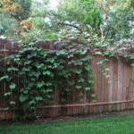 Fast Growing Vines for Fence