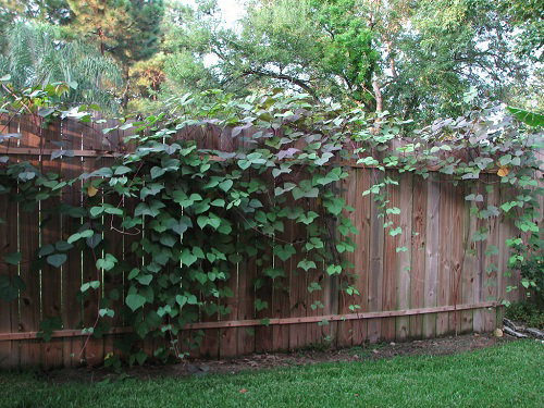 Fast Growing Vines for Fence