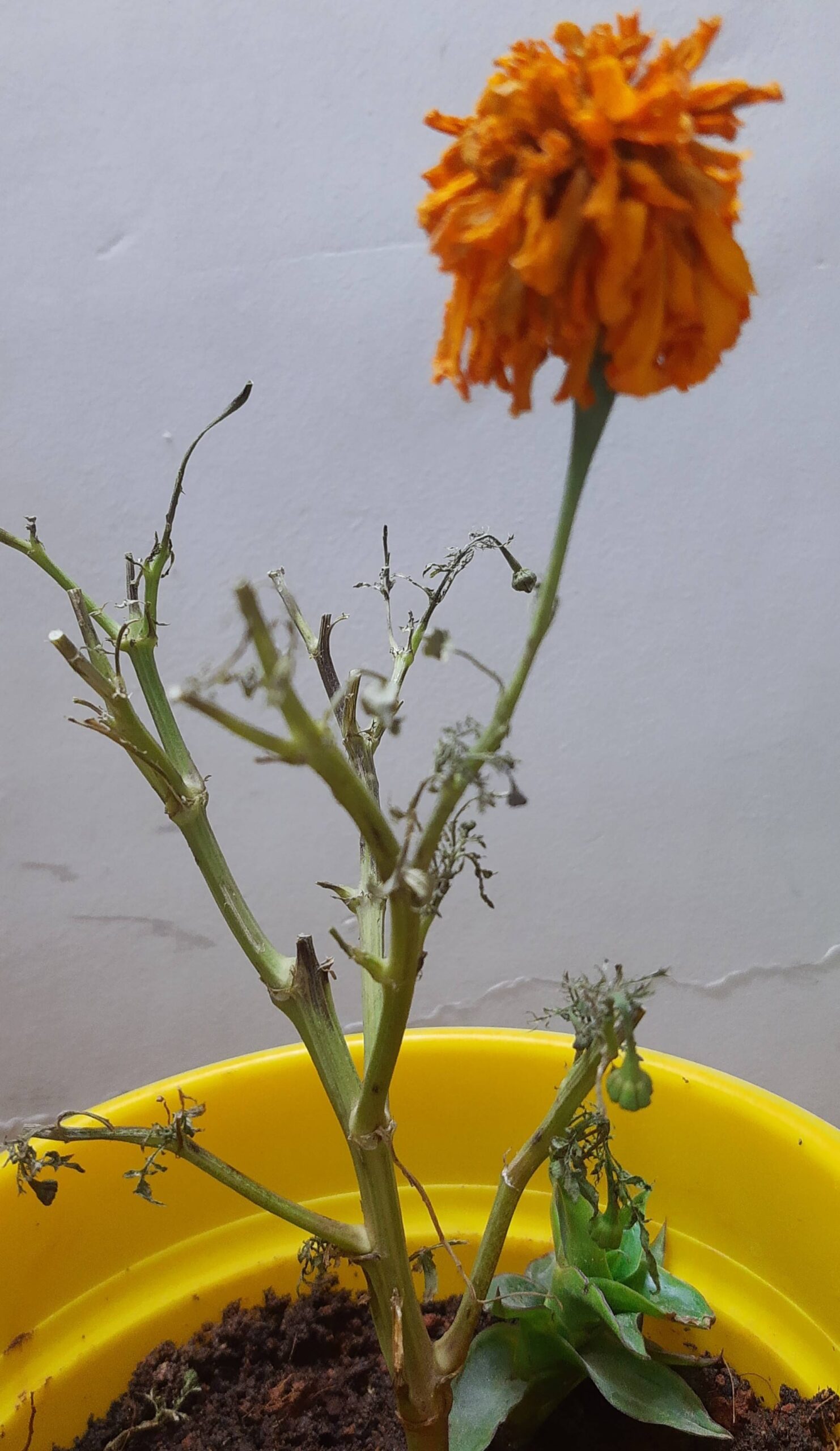 Why Are My Marigolds Dying