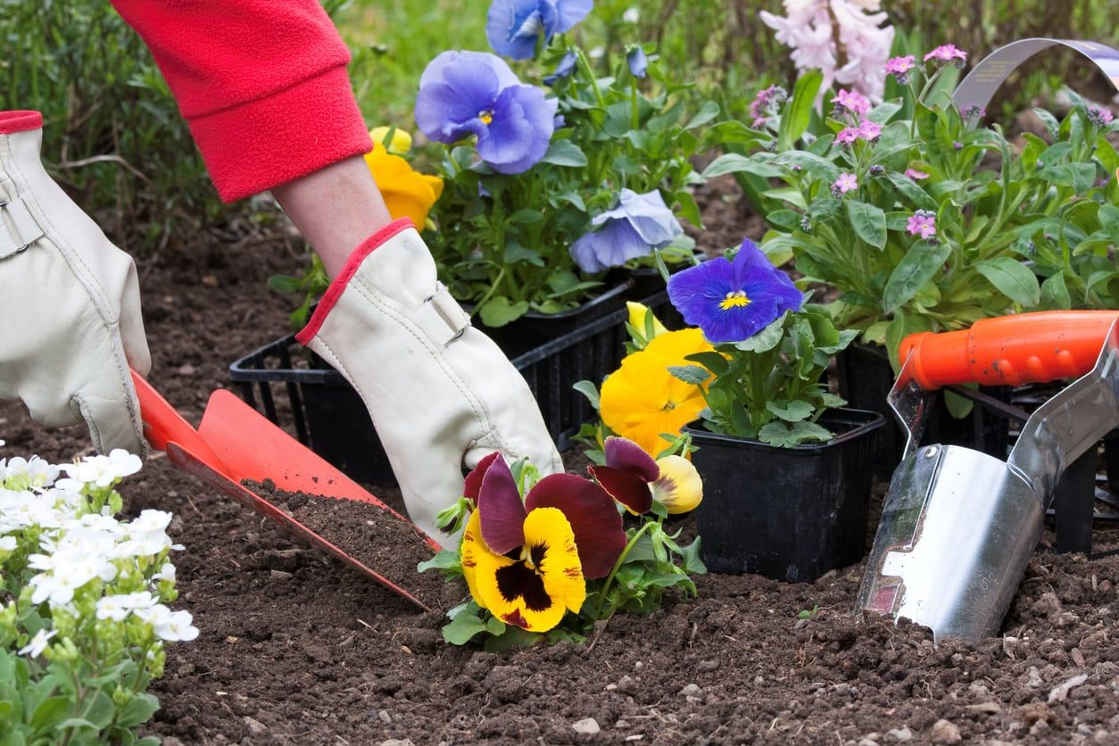 When To Plant Pansies