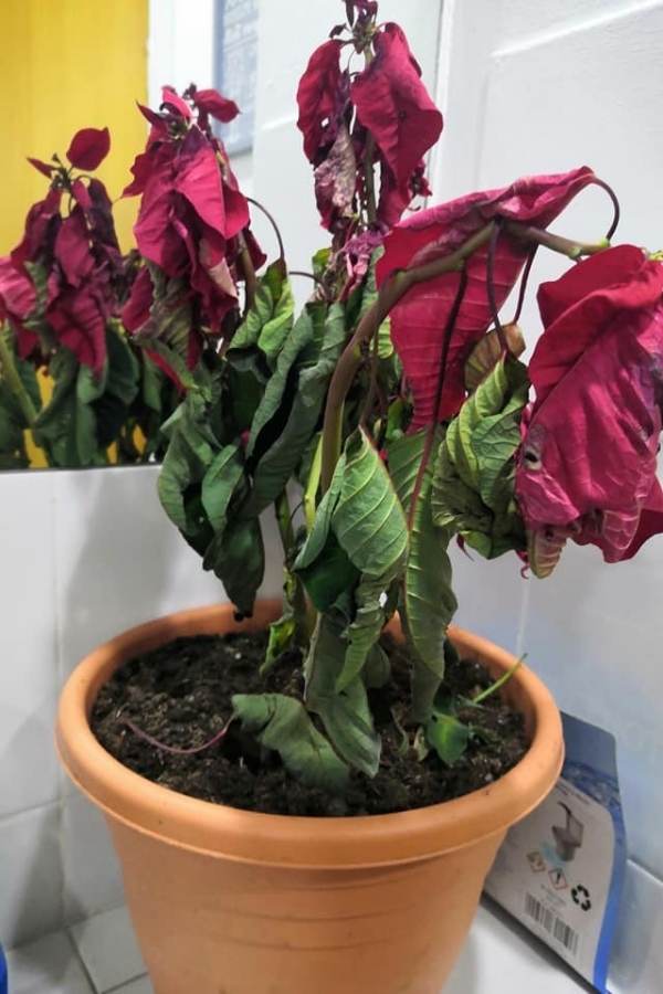 Why Is My Poinsettia Dying