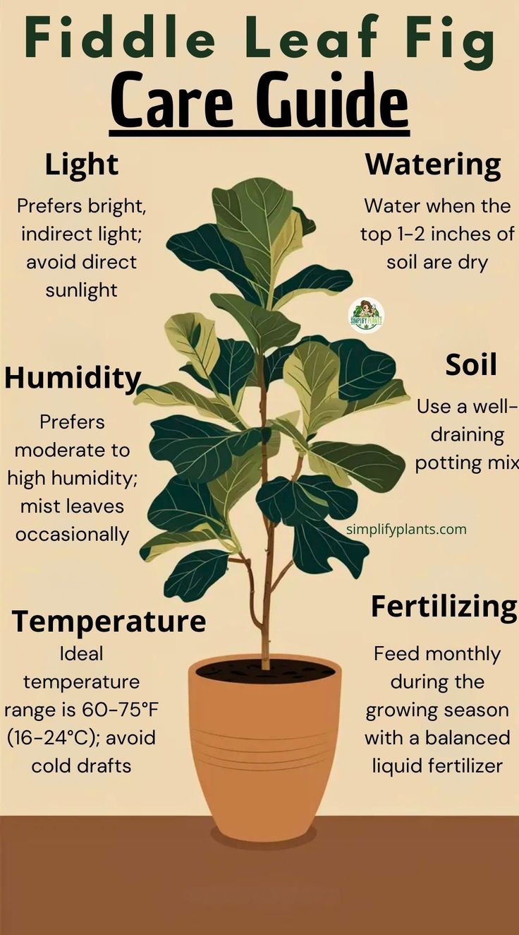 Fiddle Leaf Fig Care Guide