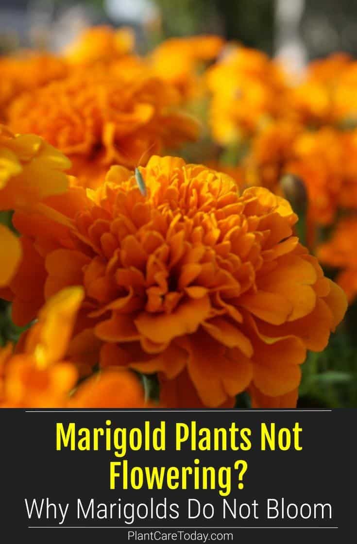 Why Marigold Plants Are Not Flowering