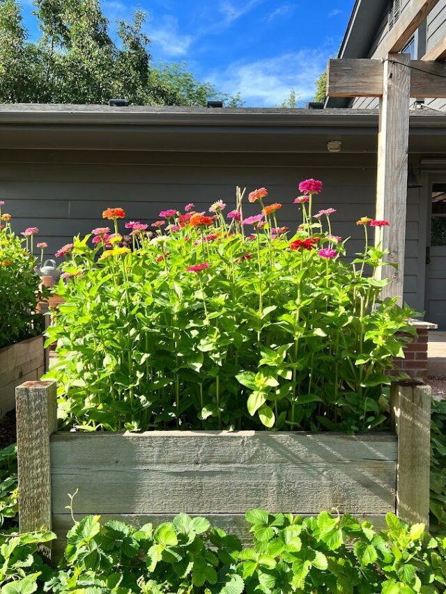 When to Plant Zinnias in the USA